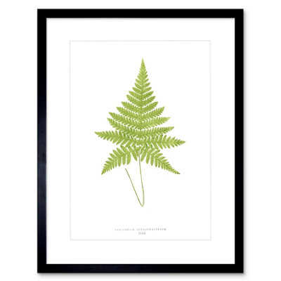Artery8 Wall Art Print Fern Polypodium Hexagonopterum Art Framed 9X7 Inch from B&Q