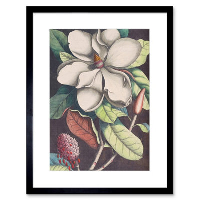 Artery8 Wall Art Print Flower Magnolia Botany Art Framed 9X7 Inch