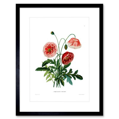 Artery8 Wall Art Print Flower Poppy Coquelicot Double Art Framed 9X7 Inch from B&Q