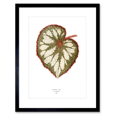 Artery8 Wall Art Print Leaf Begonia Rex Nebulosa Art Framed 9X7 Inch from B&Q