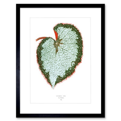 Artery8 Wall Art Print Leaf Begonia Rex Var Grandis Art Framed 9X7 Inch from B&Q