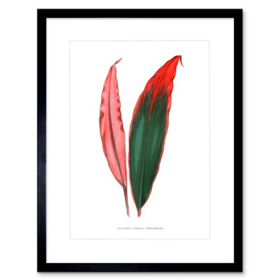 Artery8 Wall Art Print Leaf Dracaena Ferrea Versicolor Art Framed 9X7 Inch from B&Q