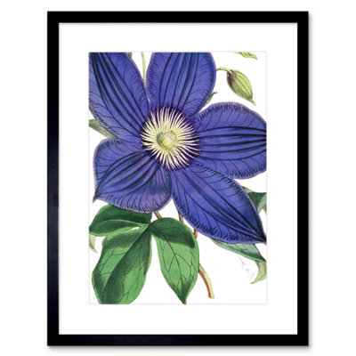 Artery8 Wall Art Print Big Purple Clematis Flower Art Framed 9X7 Inch from B&Q
