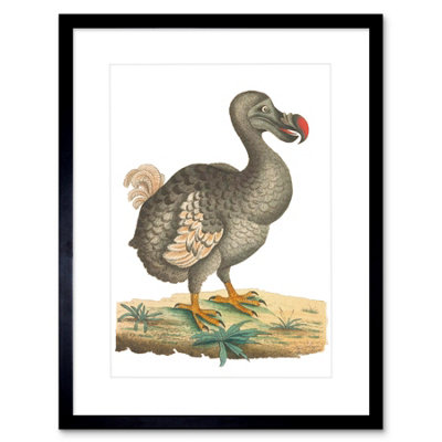 B&Q -  Wall Art Print Bird Dodo Vintage Art Framed 9X7 Inch