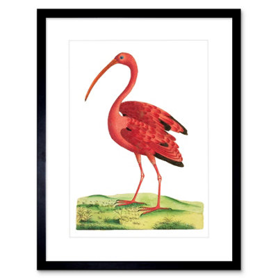 Artery8 Wall Art Print Bird Scarlet Ibis Art Framed 9X7 Inch from B&Q