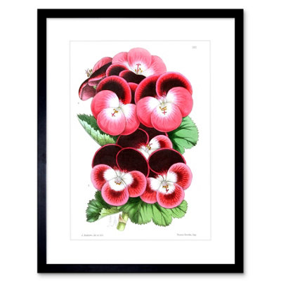 Artery8 Wall Art Print Flower Pansy Pink Art Framed 9X7 Inch from B&Q