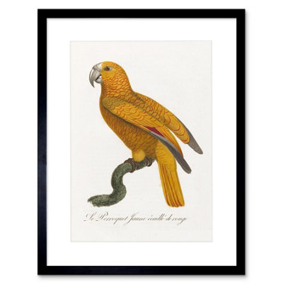 B&Q -  Wall Art Print Orange Bird Vintage Art Framed 9X7 Inch