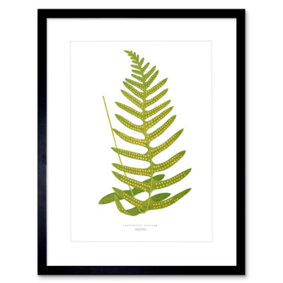 Artery8 Wall Art Print Fern Polypodium Vulgare Art Framed 9X7 Inch from B&Q