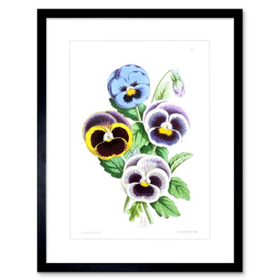 Artery8 Wall Art Print Flower Pansies Viola Art Framed 9X7 Inch from B&Q
