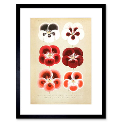 Artery8 Wall Art Print Flower Plant Botany Red Pansies Art Framed 9X7 Inch