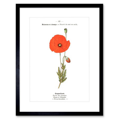 Artery8 Wall Art Print Flower Poppy Coquelicot Papaver Rhoeas Art Framed 9X7 Inch from B&Q