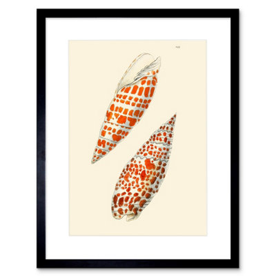 Artery8 Wall Art Print Seashell Orange Spotted Conical Art Framed 9X7 Inch from B&Q