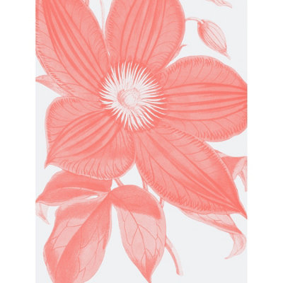 Wee Blue Coo Unframed Wall Art Living Coral Clematis Flower12X16 Inch from B&Q