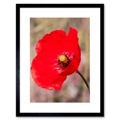 B&Q -  Wall Art Print Bright Poppy Photo Art Black Framed 9X7 Inch