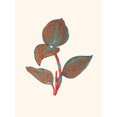 Wee Blue Coo Unframed Wall Art Primary Coloured Exotic Flora12X16 Inch from B&Q