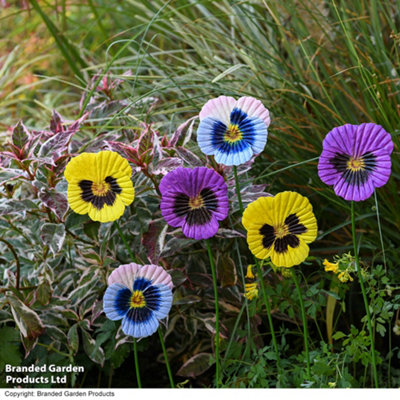 Garden Gear Metal Pansy Flower Stakes Decorative OrnamentSet Of 6 from B&Q