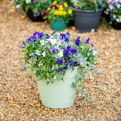 Thompson And Morgan Lucena Laurel Matte Finish Pot 27Cm - Size: 27 X 30 X 30Cm - Wilko Green Thompson & Morgan - Image 5