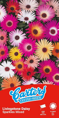 Thompson & Morgan Carters Livingstone Daisy Seeds Sparkles Mix Mesembryanthemum Flower Seeds Colourful Rockery Bedding Plants Approx 300 Seeds from B&Q