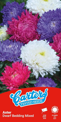 Thompson & Morgan Carters Aster Dwarf Bedding Mixed Seeds Colourful Summer Annual Flowers Easy Grow Pollinator Friendly 100 Seed Packet from B&Q