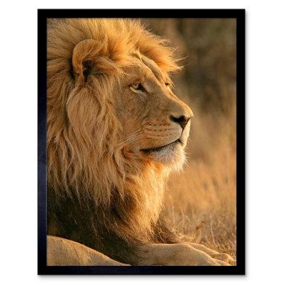 B&Q -  African Lion Sun Photograph Home Decor 12X16" Framed Wall Art Print