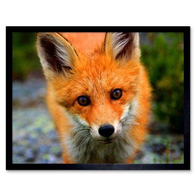 Artery8 Framed Wall Art Baby Fox Portrait Cute Woodland Animal Wildlife Nature Photograph12X16 Inch from B&Q