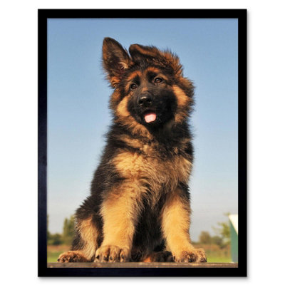 B&Q -  Puppy German Shepherd Alsatian Photo Home Decor 12X16" Framed Wall Art Print