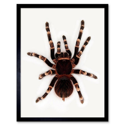Artery8 Redknee Tarantula Spider Arachnid Home Decor 12X16" Framed Wall Art Print from B&Q