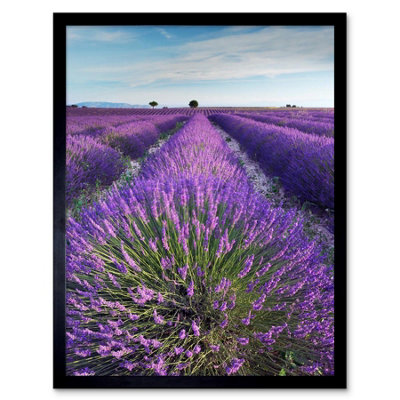 Artery8 Lavender Field Provence France Morning Flowers 12X16" Framed Wall Art Print from B&Q