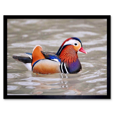 B&Q -  Animal Bird Male Mandarin Duck Home Decor 12X16" Framed Wall Art Print