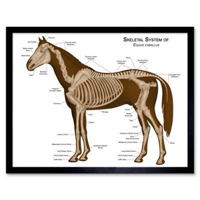 Artery8 Animals Skeleton Bones Horse Anatomy 12X16" Framed Wall Art Print from B&Q