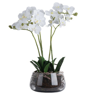 B&Q -  Orchid In Gl Pot Green (One Size)