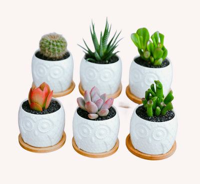 Simpa 6Pc White Owl Ceramic Plant Pots from B&Q