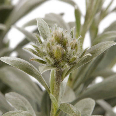 Convolvulus shrub with silvery green leaves.