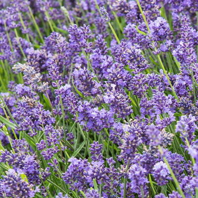 English Lavender with silvery-blue narrow leaves and fragrant purple flower heads.