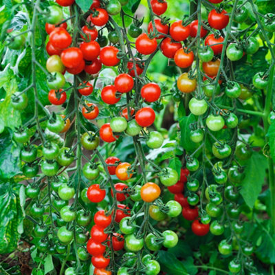 Shop fruit & vegetable plants.