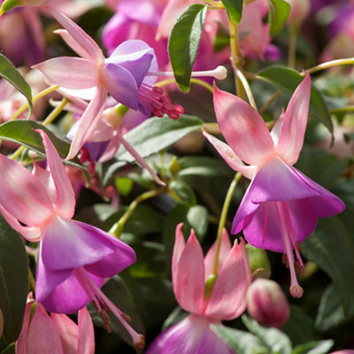 Fuchsia plant with vibrant two-tone bell-shaped flowers in light and dark pink, adding a colourful touch to the garden.