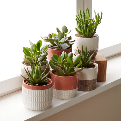 Shop plants, seeds & bulbs
