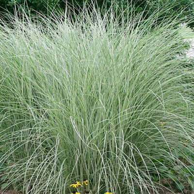 A miscanthus decorative grass with light green foliage, offering a bright and airy look, perfect for adding texture and movement to a garden.