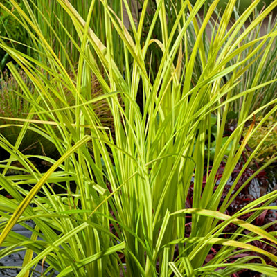 A bright green Acorus plant growing next to a pond.