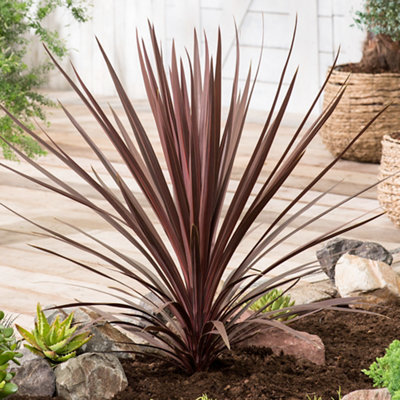 Cordyline (Red Star) with arching burgundy red spears, creating an architectural focal point and vibrant structure in the garden.