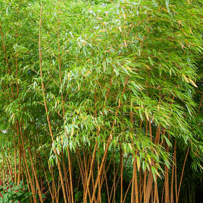 Large, tall golden bamboo plants creating a dense, natural screen, providing privacy and a decorative touch to the garden.
