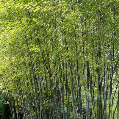 A dense group of tall, thin black bamboo plants creating a natural privacy screen.