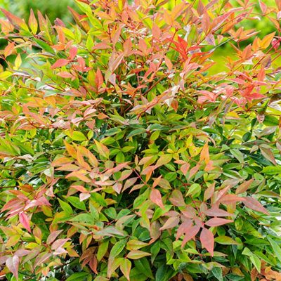 A Nandina plant growing in a garden, showcasing vibrant foliage with shades of orange, red, and green, adding colour and texture to the landscape.