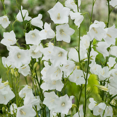 A close-up of the delicate white flowers of a campanula plant, with soft petals and a hint of green foliage in the background.