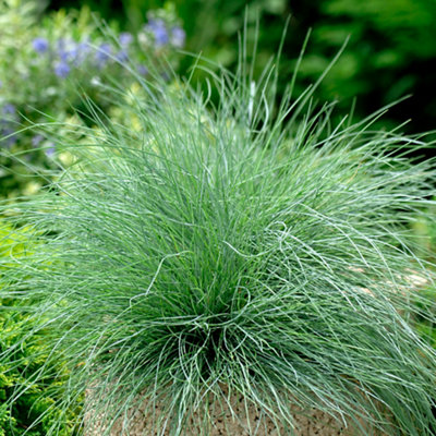 A small Festuca decorative grass growing in a pot in a garden, adding texture and colour to the space.