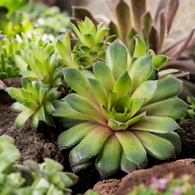 A small Sempervivum plant with triangular-tipped leaves, planted in a flower bed surrounded by other plants.