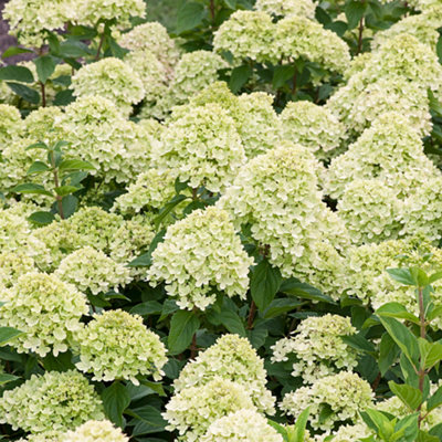 Hydrangea shrub with large, rounded clusters of cream and light green blooms surrounded by lush green foliage.