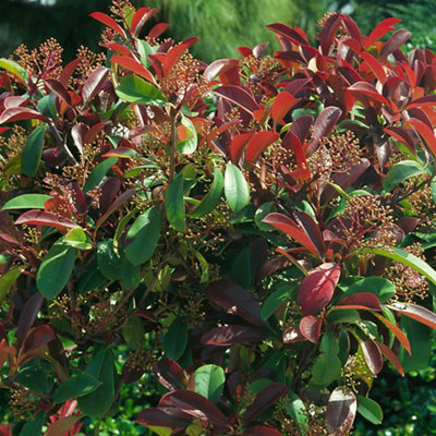 Photinia red robin shrub with glossy red and green leaves, commonly used for hedging.