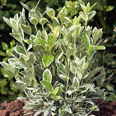 Euonymus shrub with light and dark green markings on the leaves.