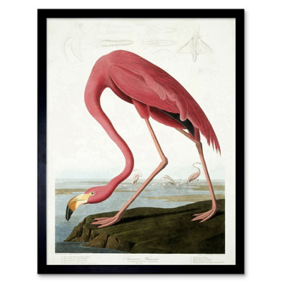 Wee Blue Coo Audubon Flamingo Vintage Bird Illustration 12X16" Framed Wall Art Print from B&Q